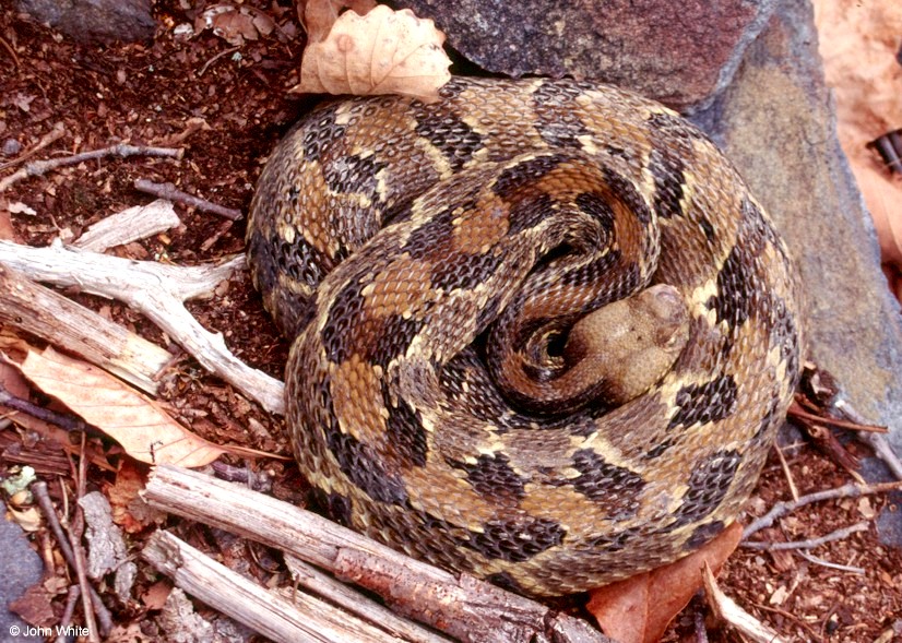 Timber Rattlesnake  (Crotalus horridus horridus)009.jpg [210 Kb]